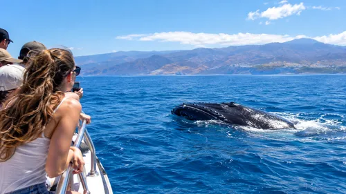 3. The Whale Sanctuary Run