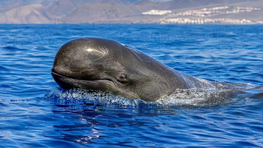 Whale and Dolphin Watching in Tenerife
